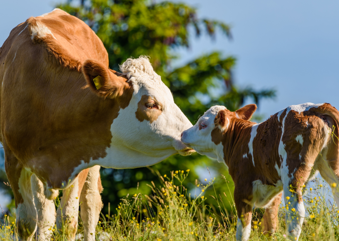 Exploring Anatomy & Physiology in the Laboratory