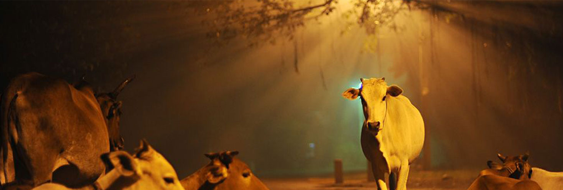 Evaluation of the Current Safety